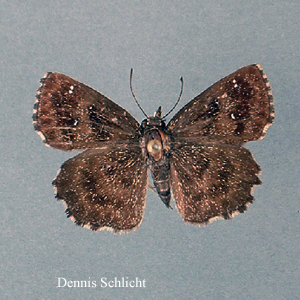 Staphylus hayhurstii (Dennis Schlicht)