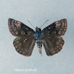 Erynnis baptisiae (Dennis Schlicht)