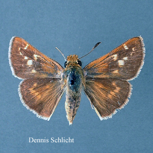 Hesperia leonardus (Dennis Schlicht)