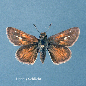 Hesperia dacotae (Dennis Schlicht)