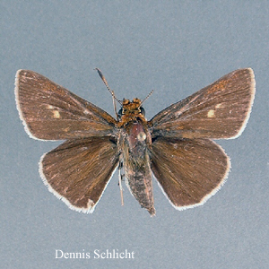 Euphyes bimacula (Dennis Schlicht)