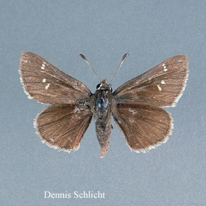 Altrytonopsis hianna (Dennis Schlicht)