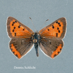 Lycaena phlaeas (Dennis Schlicht)