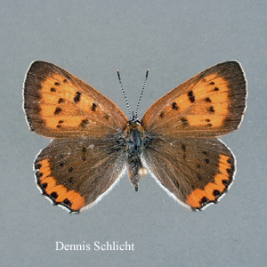 Lycaena hyllus (Dennis Schlicht)