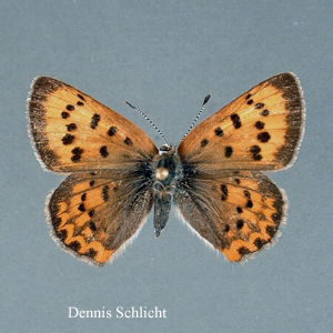 Lycaena helloides (Dennis Schlicht)