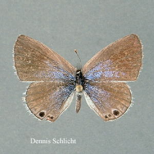 Echinargus isola (Dennis Schlicht)