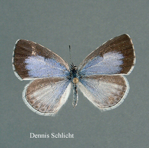 Celastrina neglecta (Dennis Schlicht)