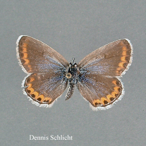 Lycaeides melissa (Dennis Schlicht)