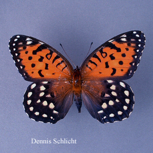 Speyeria idalia (Dennis Schlicht)