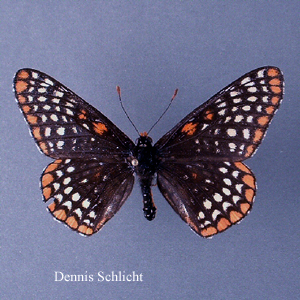 Euphydryas phaeton (Dennis Schlicht)