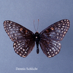 Euphydryas phaeton ozarkae (Dennis Schlicht)
