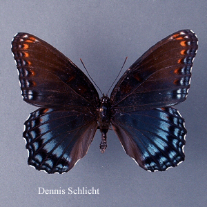 Limenitis arthemis astyanax (Dennis Schlicht)