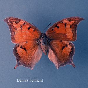 Anaea andria (Dennis Schlicht)