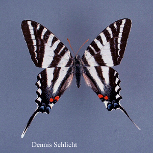 Eurytides marcellus (Dennis Schlicht)