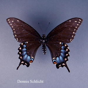 Papilio polyxenes (Dennis Schlicht)