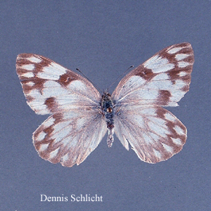 Pontia protodice (Dennis Schlicht)