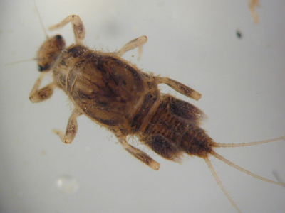 Tricorythodes (dorsal)