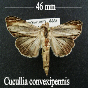 10202 Cucullia convexipennis
