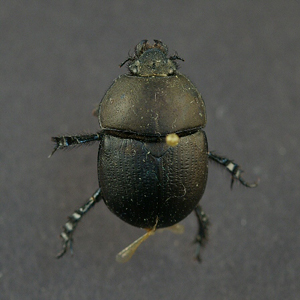 Geotrupes opacus-18mm