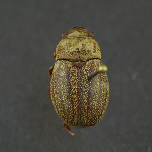 Phyllophaga lanceolata-14mm