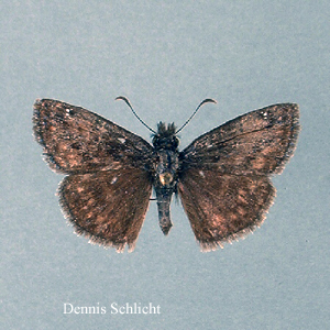 Erynnis lucilius (Dennis Schlicht)