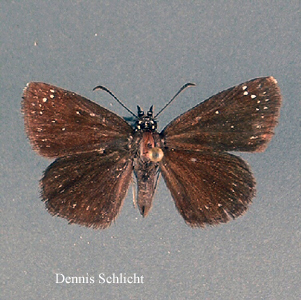 Pholisora catullus (Dennis Schlicht)