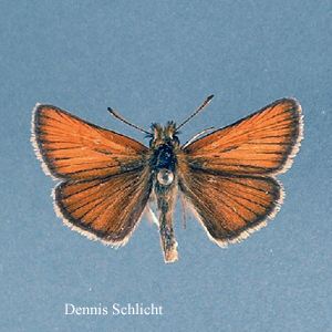 Thymelicus lineola (Dennis Schlicht)