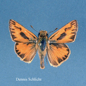 Hylephila phyleus (Dennis Schlicht)