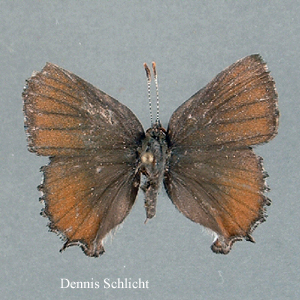 Callophrys henrici (Dennis Schlicht)