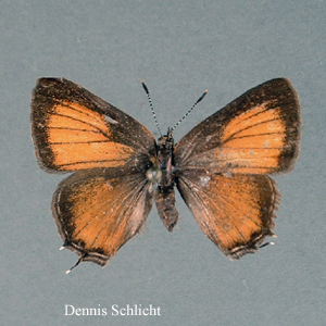 Callophrys gryneus (Dennis Schlicht)