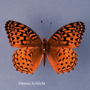 Speyeria aphrodite (Dennis Schlicht)