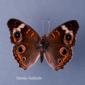 Junonia coenia (Dennis Schlicht)