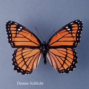 Limenitis archippus (Dennis Schlicht)
