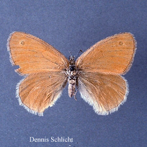 Coenonympha tullia (Dennis Schlicht)