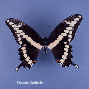 Papilio cresphontes (Dennis Schlicht)