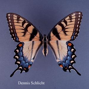 Papilio glaucus (Dennis Schlicht)