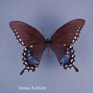 Papilio troilus (Dennis Schlicht)