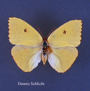 Phoebis sennae (Dennis Schlicht)