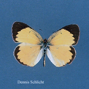 Eurema lisa (Dennis Schlicht)