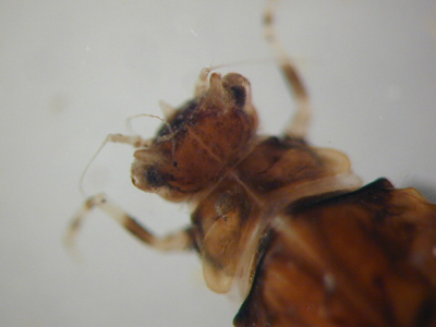 Brachycercus (dorsal)